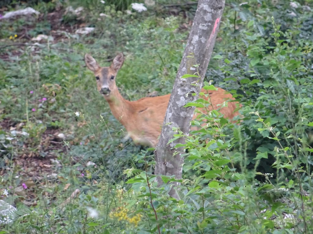 Capreolus capreolus - Cervidae